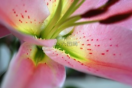 百合,鮮花,開花