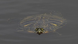 龜,水,水龜