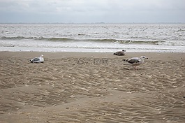 海鷗,北海,海