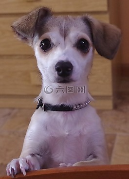 狗,動物,寵物