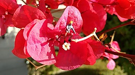 微型數(shù)字,開花,花