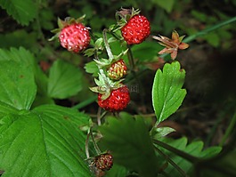 草莓,野生,自然