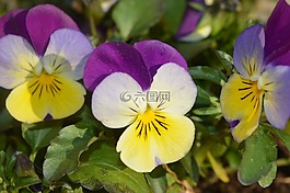 紫,春天,花卉