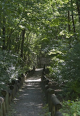 路徑,花園,自然