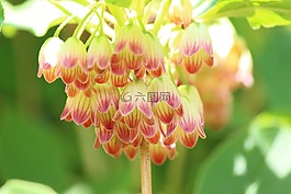 mantenboshi,鮮花,春天