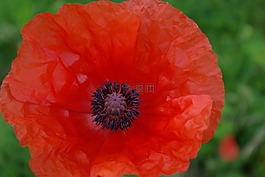 罌粟,紅色,開(kāi)花