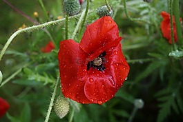 罌粟,花,紅色