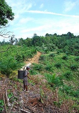 馬來西亞,叢林,熱帶