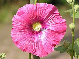 花,花園,開(kāi)花