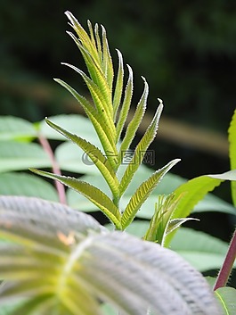 葉子,性質(zhì),樹