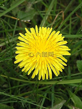 花,花園,開花