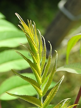 葉子,性質(zhì),樹