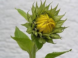 花園,太陽(yáng)花,花