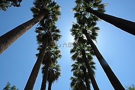 棕櫚樹,天空,旅行