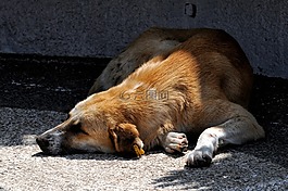 狗,休息,nap
