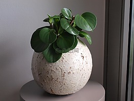 植物,鍋,花盆