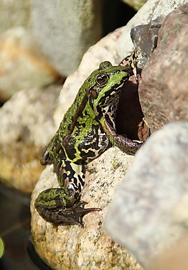 青蛙,動物,綠色
