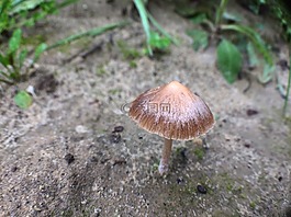 蘑菇,性質(zhì),草地上的早晨