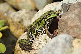 青蛙,動物,綠色
