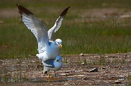 海鷗,鳥,耦合