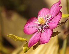 花,粉紅色,綠色