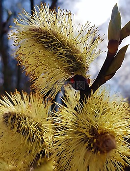 開花,春天,性質(zhì)