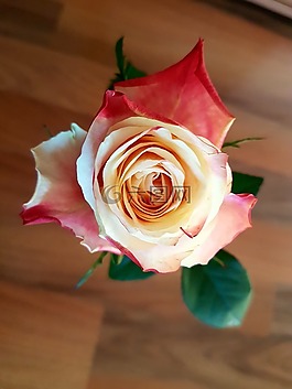 花,玫瑰,花瓣
