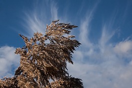 里德,芦苇,草