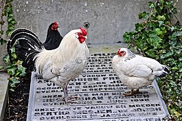 雞,動(dòng)物,鳥(niǎo)