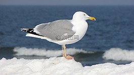 海鷗,海灘,海
