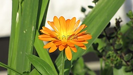 花,橙,橙色的花朵