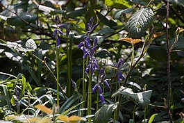 風(fēng)鈴,綠籬植物,農(nóng)村