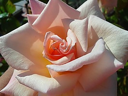 花卉,玫瑰,花瓣