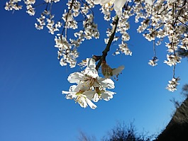 鮮花,杏仁樹,性質(zhì)