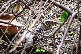 動物,自然,野生