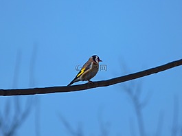 金翅雀,鳥,電纜