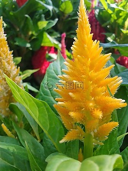 性質(zhì),花卉,植物