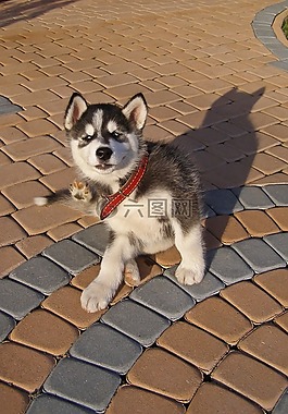 狗,小狗,寵物