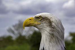 鳥,羽毛,鳥嘴