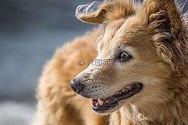 狗,面對,鼻子