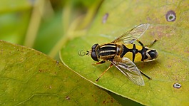 飛,hoverfly,性質(zhì)