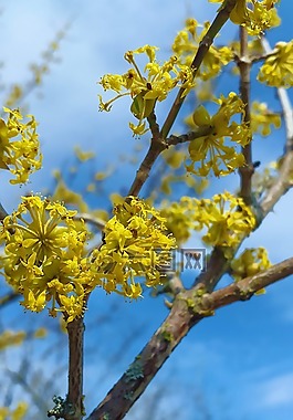 開花,芽,春天