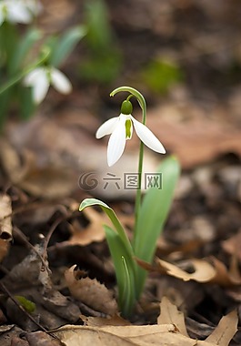 性質(zhì),植物,戶外