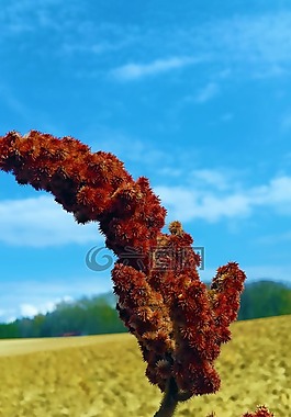 開花,春天,性質(zhì)