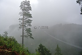 森林,橋,霧