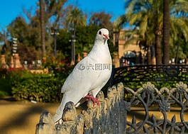 性質(zhì),鳥,鴿子