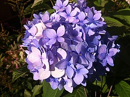 花園,鮮花,八仙花