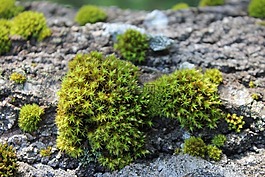 moss,沼澤,性質(zhì)