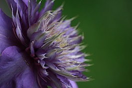 性質(zhì),花,明星