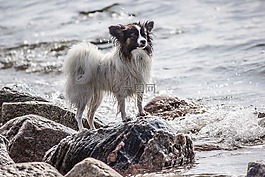 海,狗,石頭